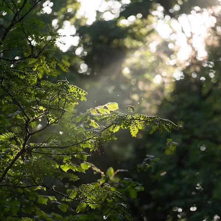 Backyard Camps Kamp alanı *
